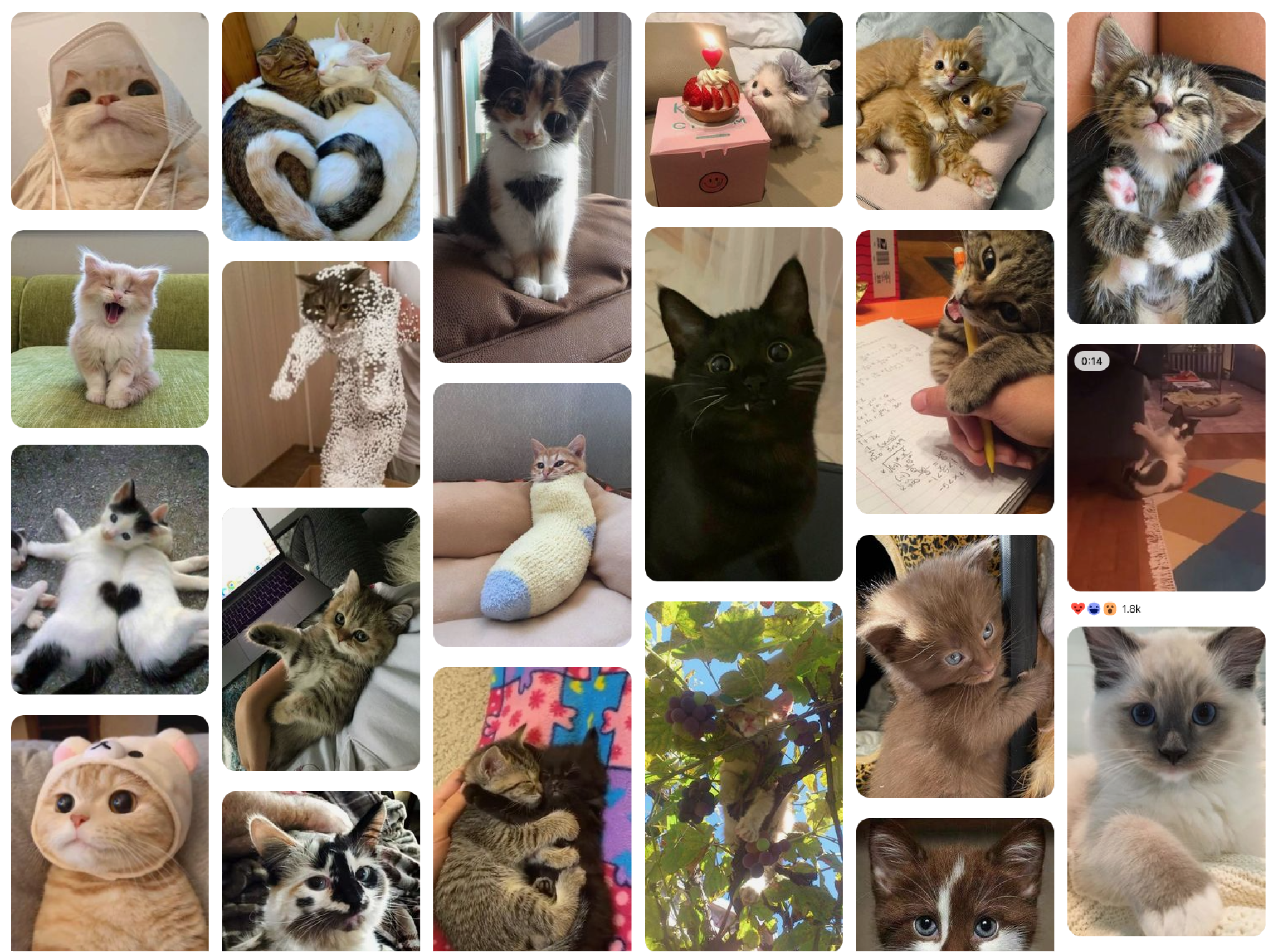 A screenshot of a search for "cats" on Pinterest showcasing their iconic masonry layout. 